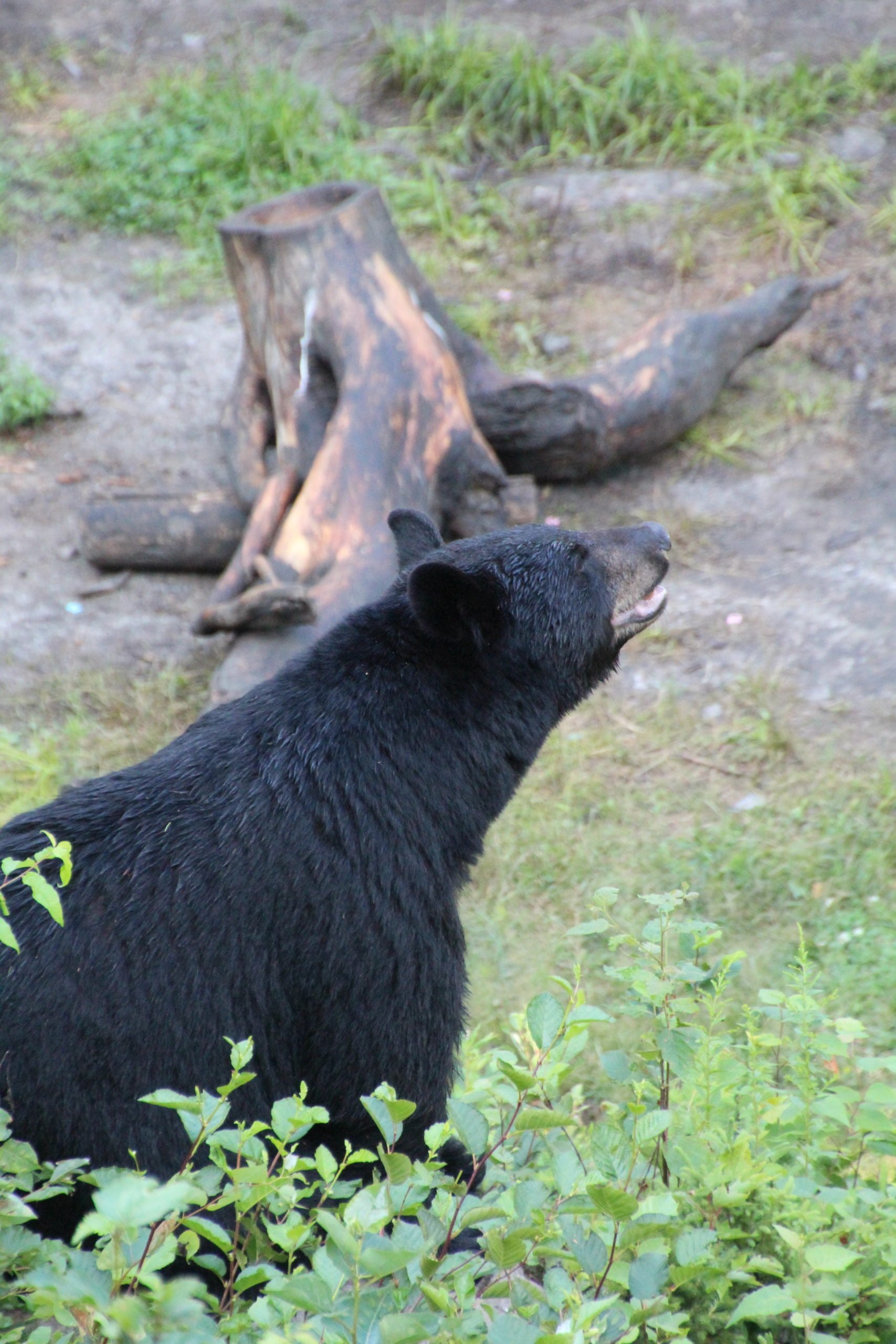 Black bear observation